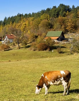 Cow grazing on a field in small Serbian village