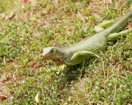 green iguana, male adult, panama, central america