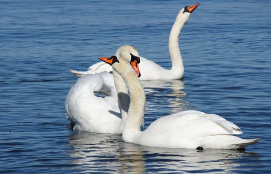 White swans on a background of water