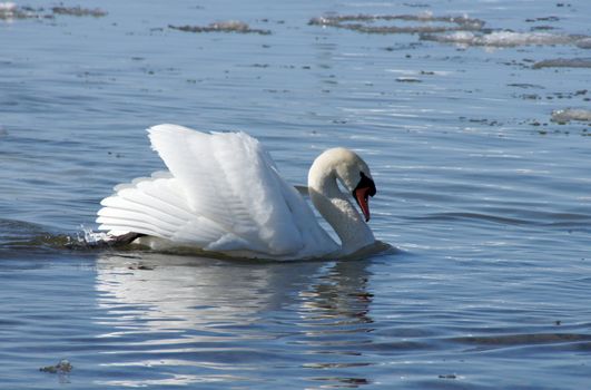 White swan on blue water