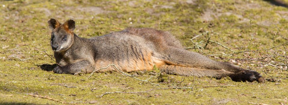 Swamp wallaby is relaxing in the sun