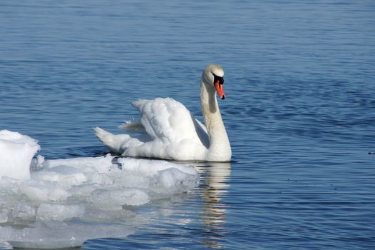 Swan on a background of an ice and water