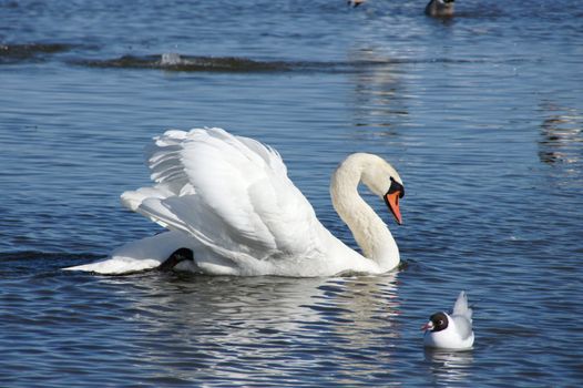 White swan on a background of blue water