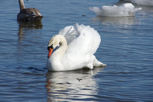 White swan on a background of blue water