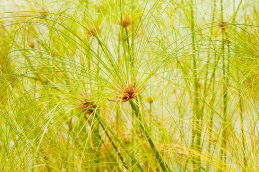 Water plants in summer