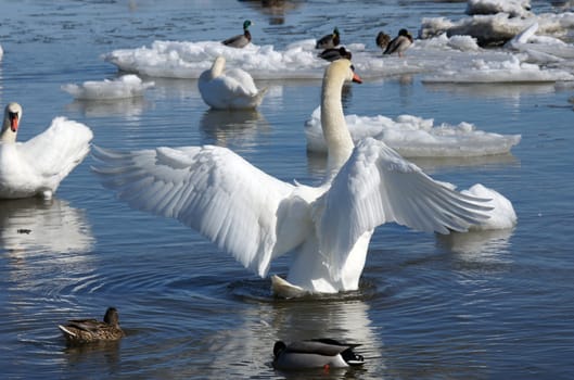 The swan has spread wings  