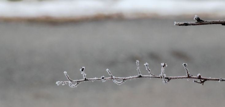 Bare winter twigs covered with small icy crystals