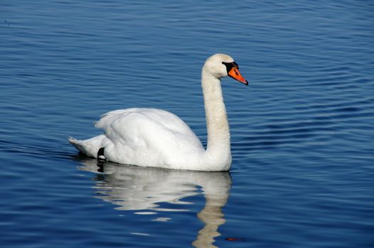 White swan on a background of  the sea