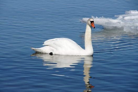 White swan in the water