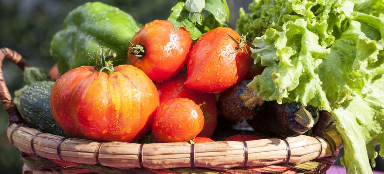 panoramic view of wet vegetables on table in garden