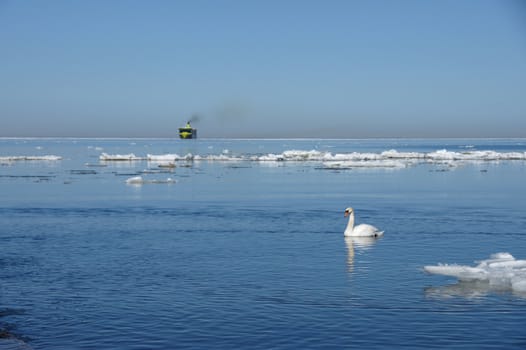 White swan on a background of the blue sky and the sea