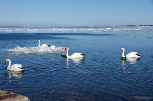 White swans on a background of the blue sky and the sea