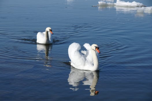 White swans on a background of water