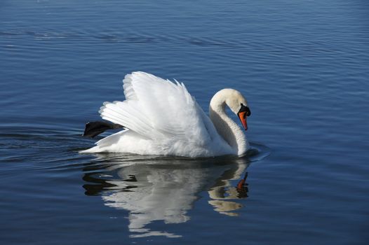 White swan on a background of blue water