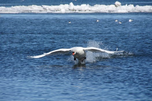 White swan on a background of  the sea