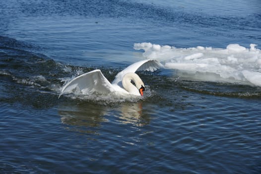 White swan on a background of  the sea