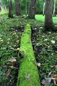 Moss covered log in a dense forested wetland of Illinois.