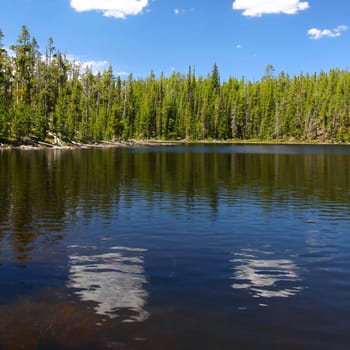 Pine trees along the shoreline of Scaup Lake in Yellowstone National Park.