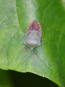 Small rainforest beetle hides on a leaf in the El Yunque National Forest of Puerto Rico.