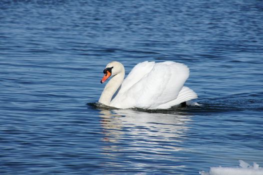 White swan on blue water