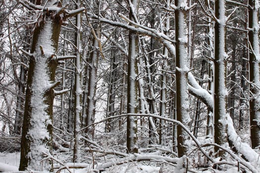 Snow covers a pine forest in the Midwest United States.