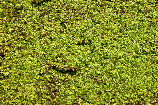 Dense Duckweed covers the surface of a pond.
