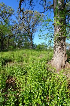Invasive Garlic Mustard (Alliaria petiolata) covers a forest floor in Illinois.