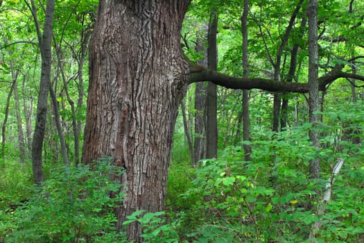 Oak tree grows in a dense forest of northern Illinois.