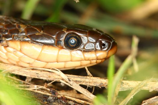 Close-up of a Queen Snake (Regina septemvittata) in Illinois.