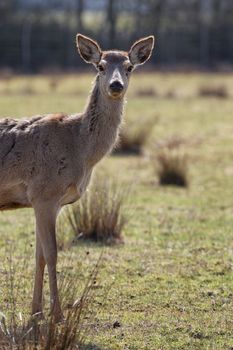 portrait of wild doe in alert in autumn