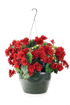 Hanging Basket with Begonias flowers isolated over a white background.