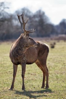 wild deer in a meadow in autumn