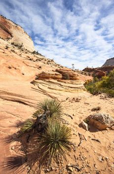 Famous slopes of Zion canyon. Utah. USA. 
