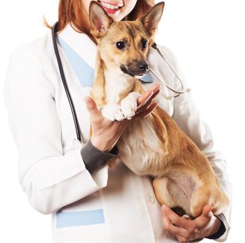  pet on a white background isolated