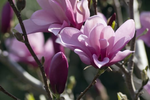 Magnolia flowers at sunset