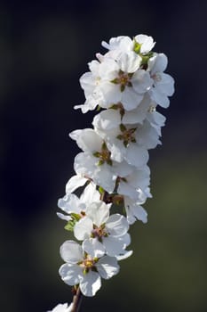 Closeup of crabapple blossoms on dark background