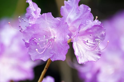 Fine pink rhododendron in a garden