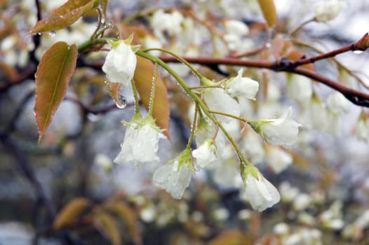 Closeup of crabapple blossoms in rainy day