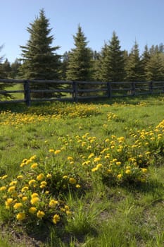 A lot of dandelion flowers in a green meadow