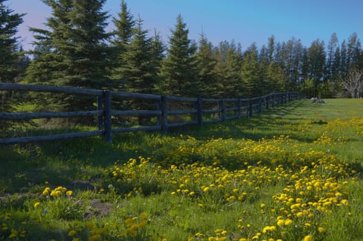 A lot of dandelion flowers in a green meadow