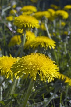 A lot of dandelion flowers in a green meadow