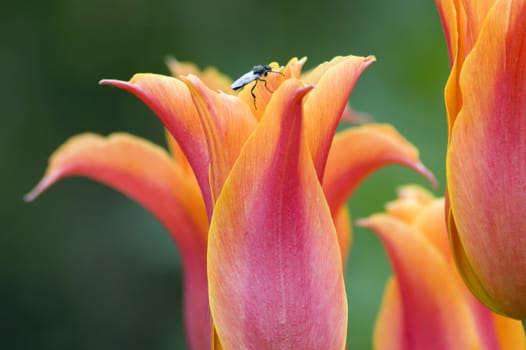 close up of red and yellow tulip on dark background