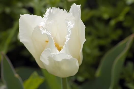 close up of white tulip on dark background