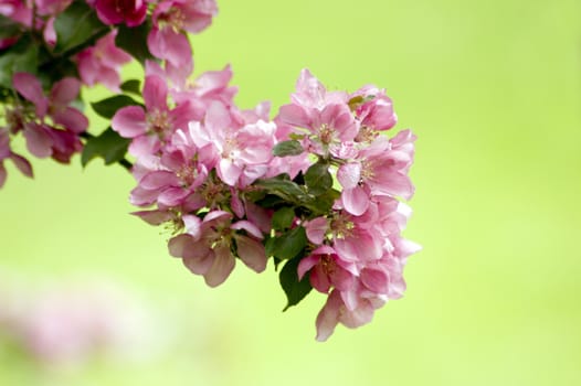 Apple blossom and bee against green background