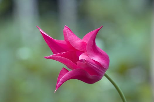 close up of raspberry pink tulip on dark background