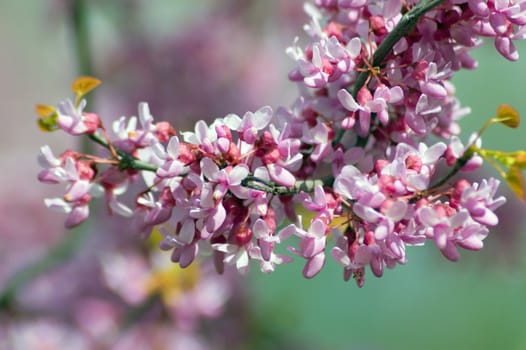 Apple blossom and bee against green background