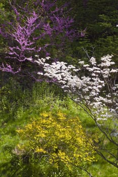 Yellow, white and lilac blossoms on green background