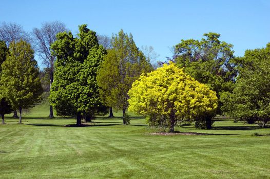 Trees on green grass lawn.