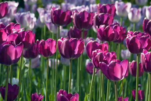 close up of red and yellow tulip at sunset