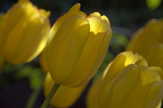 close up of yellow tulip on flowerbed